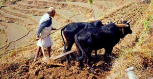 agriculture
