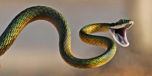 Brightly coloured parrot snake
