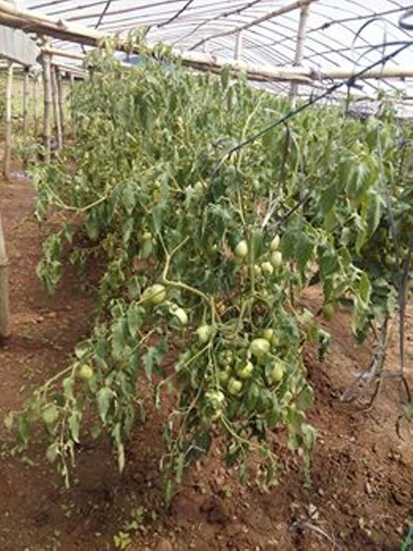 anugaman