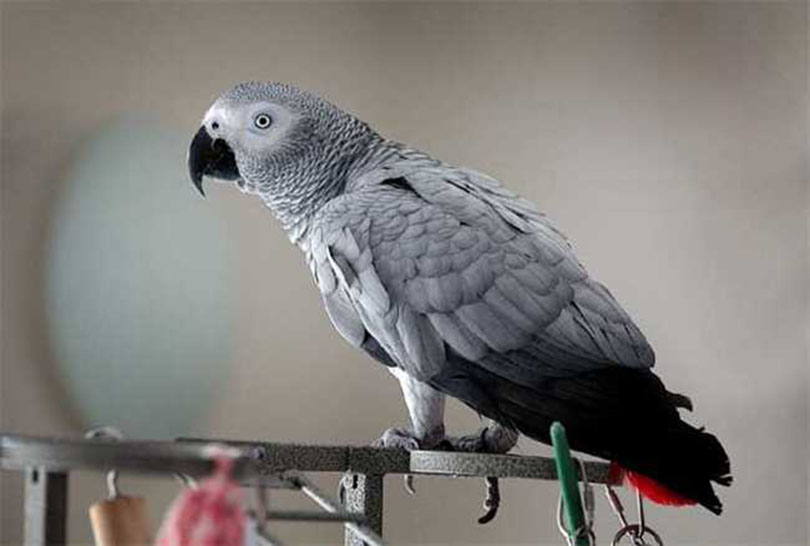 parrot
