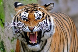 tiger-04