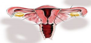 anatomy