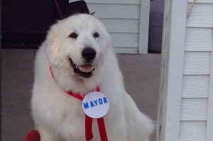 dog-mayor