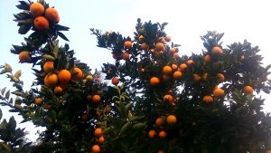 orange