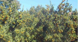 orang