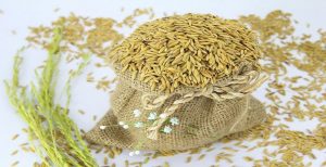 Paddy rice in sacks