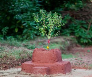 Tulsi