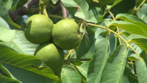 walnut